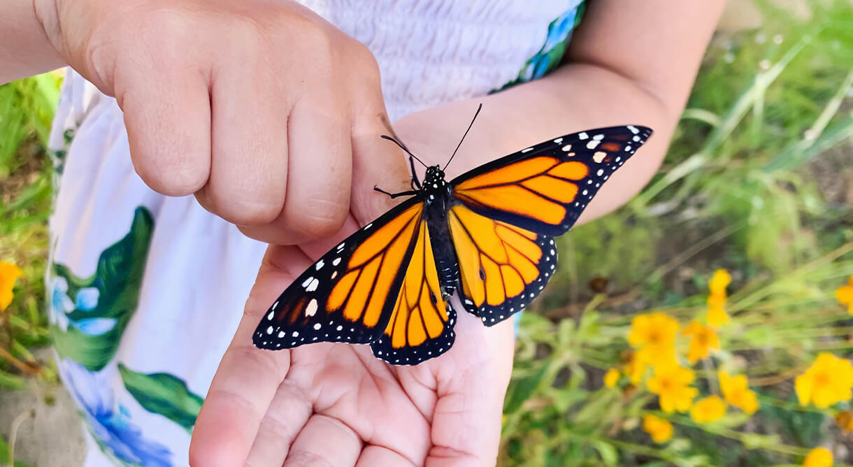 Schmetterling auf Hand im Dumba Park