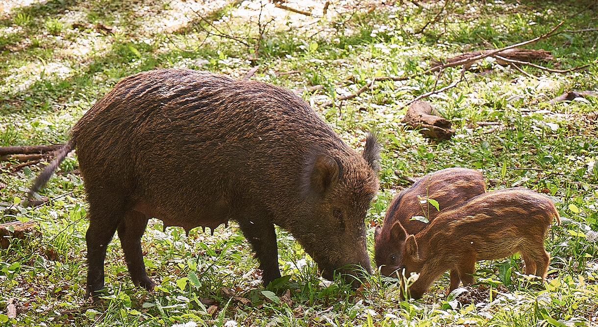 Wildschweine im Naturpark Sparbach