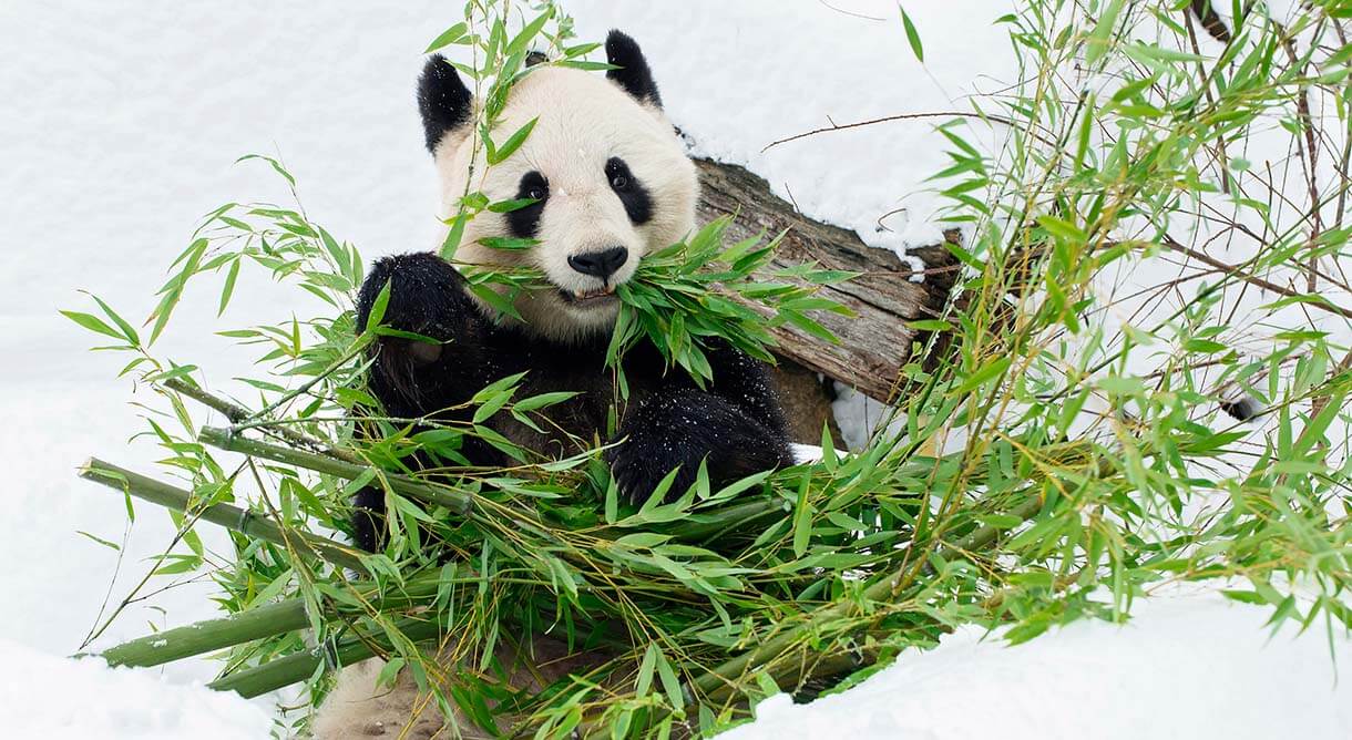 Ein Panda mit Bambus